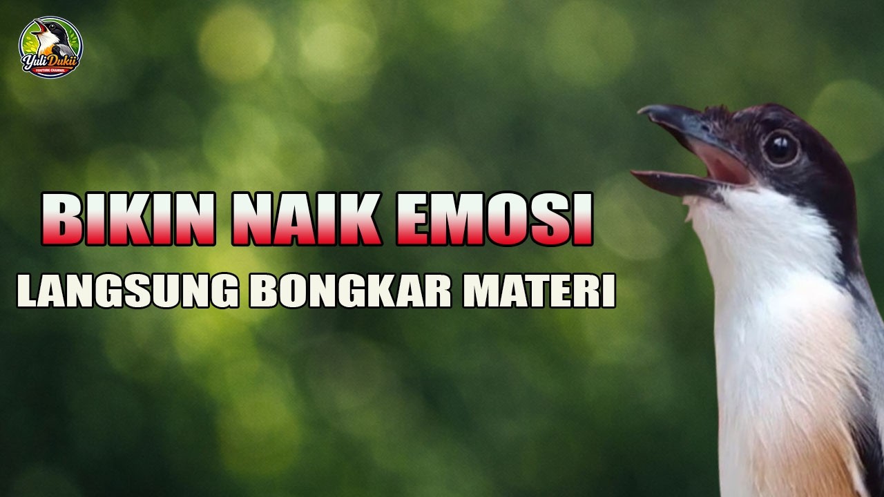 🔴 Live Pancingan Cendet Gacor Bikin Emosi Langsung Bongkar Materi !!!