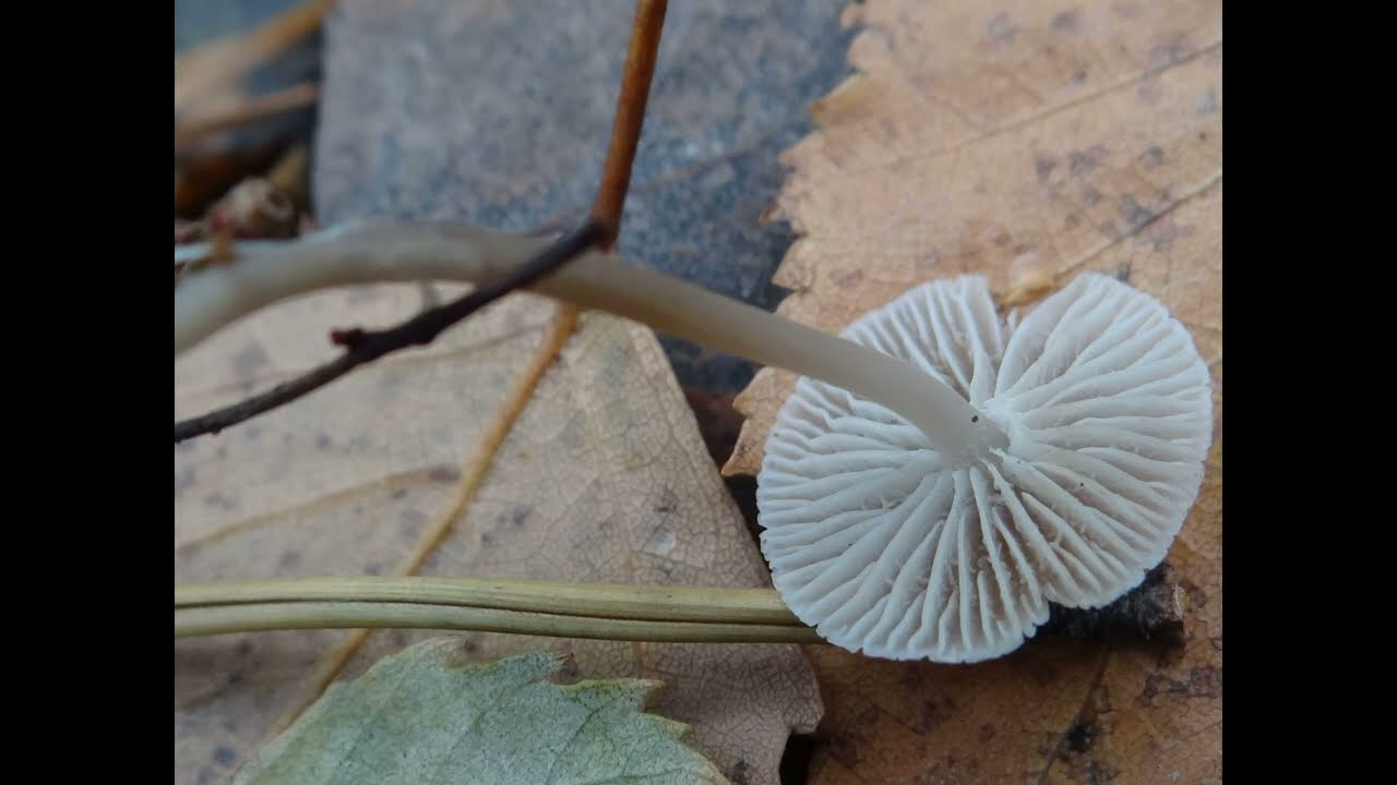 Mycena cinerella