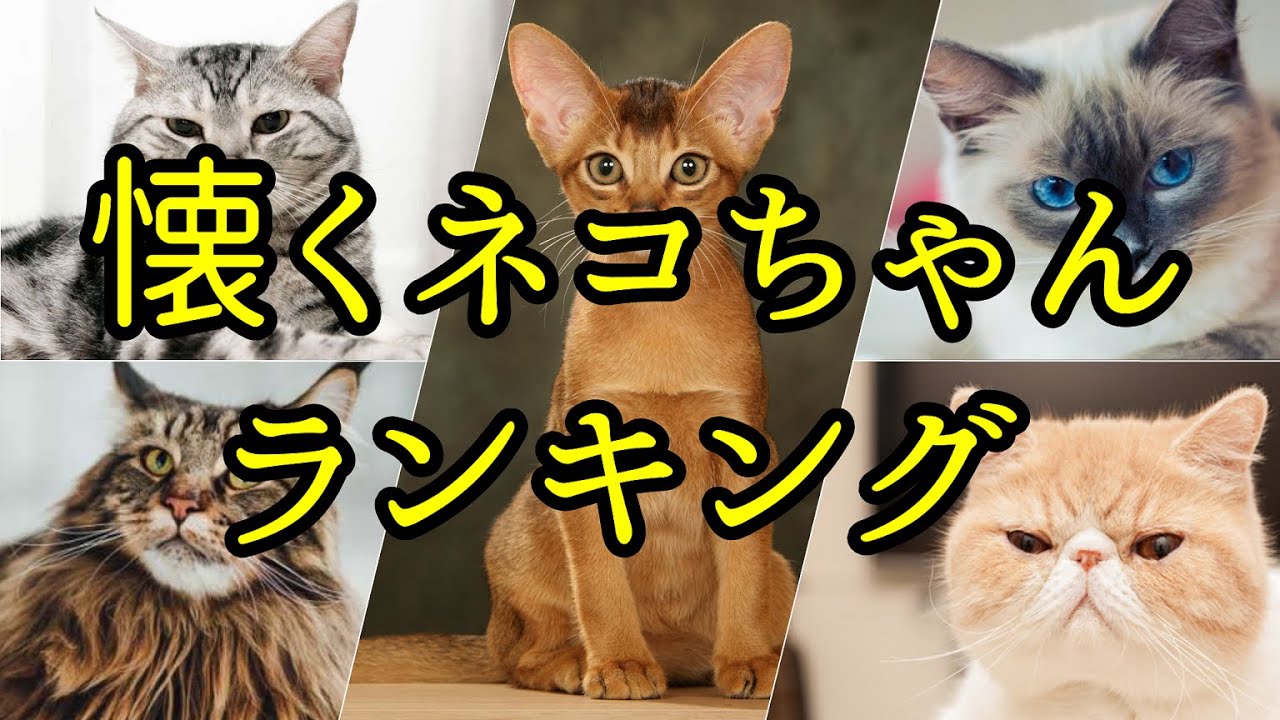 かわいい!!懐きやすい猫種ランキング