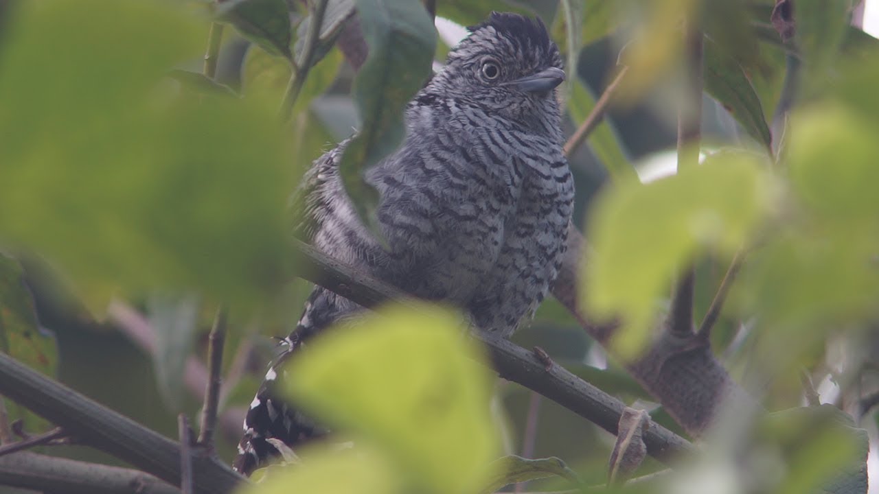 Canto da choca-barrada (Thamnophilus doliatus)