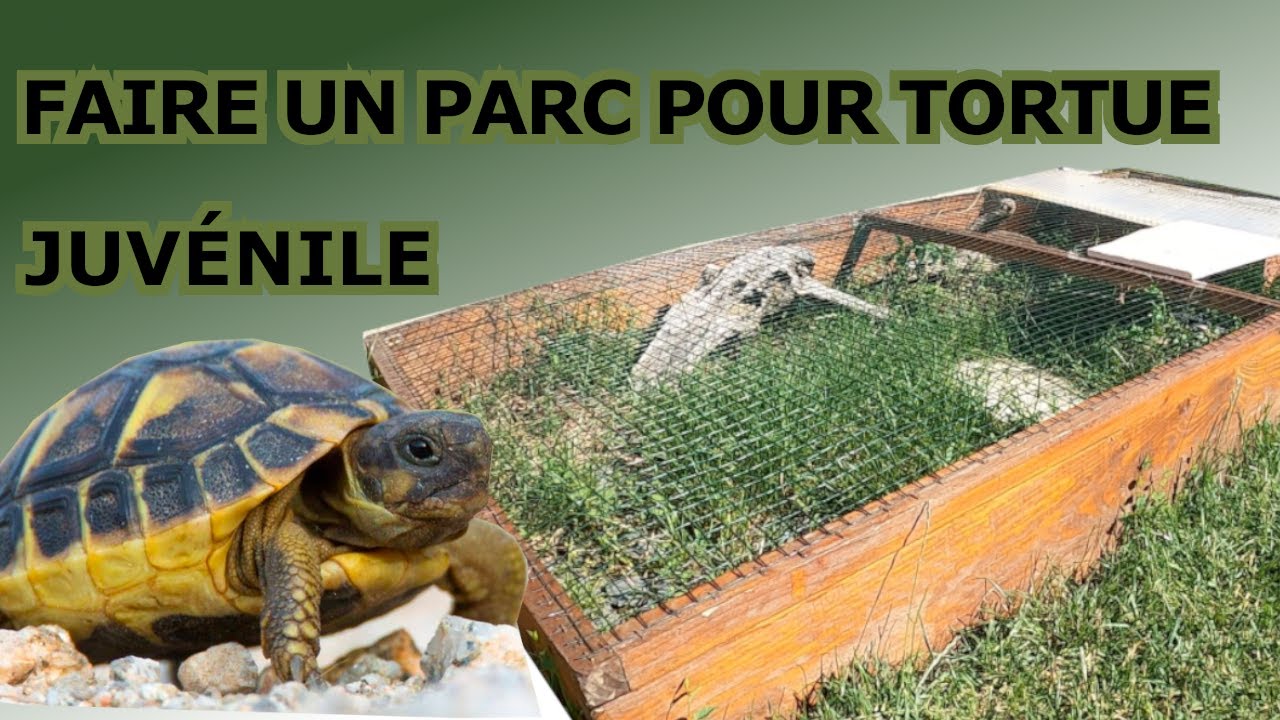 Comment faire un parc à tortue Hermann juvenile