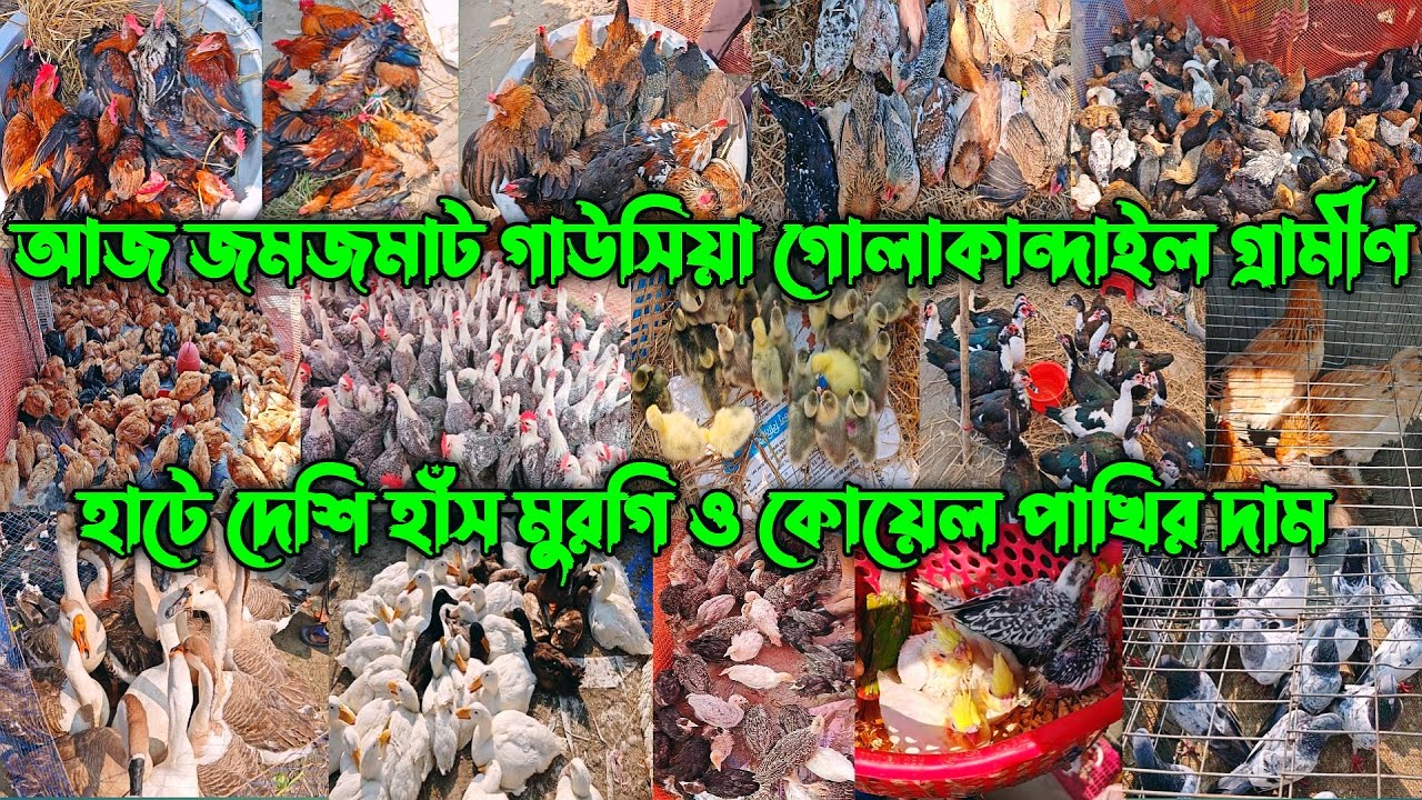 ০৪/১২/২০২৫ জমজমাট গাউসিয়া গোলাকান্দাইল গ্রামীণ হাটে দেশি হাঁস মুরগি ও কোয়েল পাখির দাম