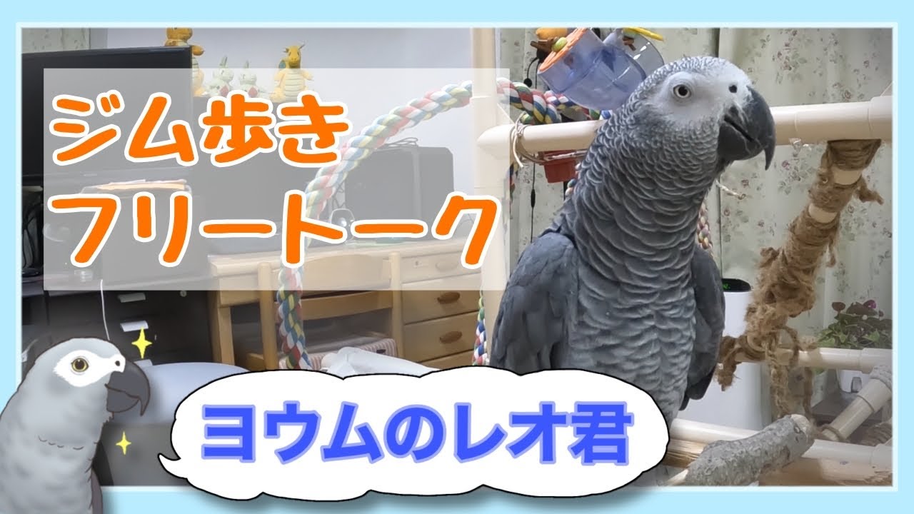 【ヨウムのレオ君】ジムを歩きながらフリートーク