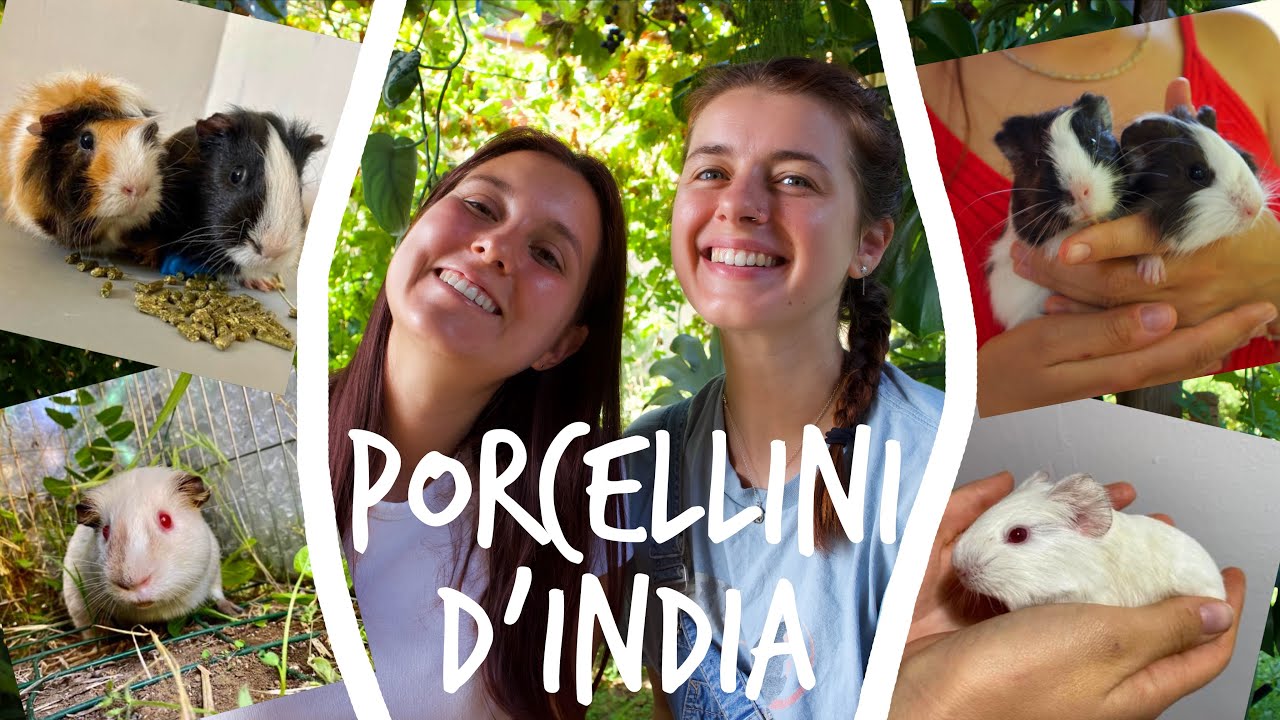 PORCELLINI D’INDIA🐹CURA con la veterinaria Claudia Bassi