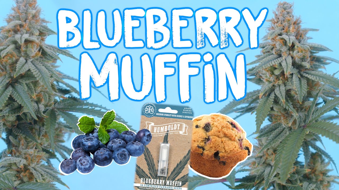 Blueberry Muffin Seed to Harvest -  The Humboldt Seed Company | Vipar Spectra KS5000 LED Grow Light
