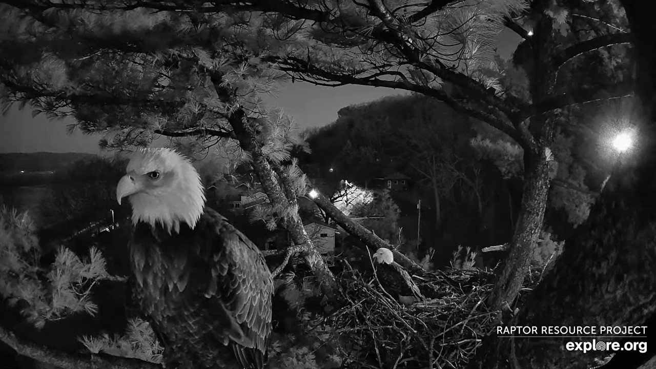 Trempealeau Eagles. Early morning nest work. Mrs T on selfie - explore.org 02-15-2026