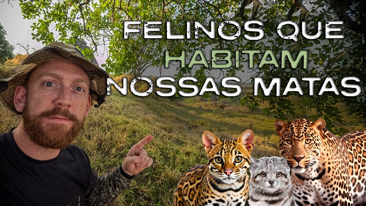 Os 9 Felinos que Habitam as Florestas e Campos do Brasil