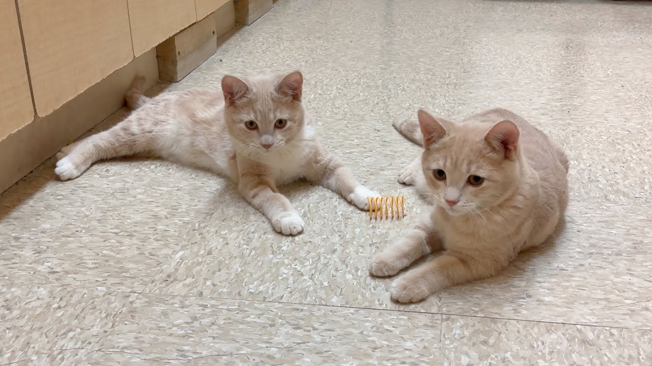 Egon & Peter: Two Adorable Kittens Looking for Their Forever Home (2026 January 18)