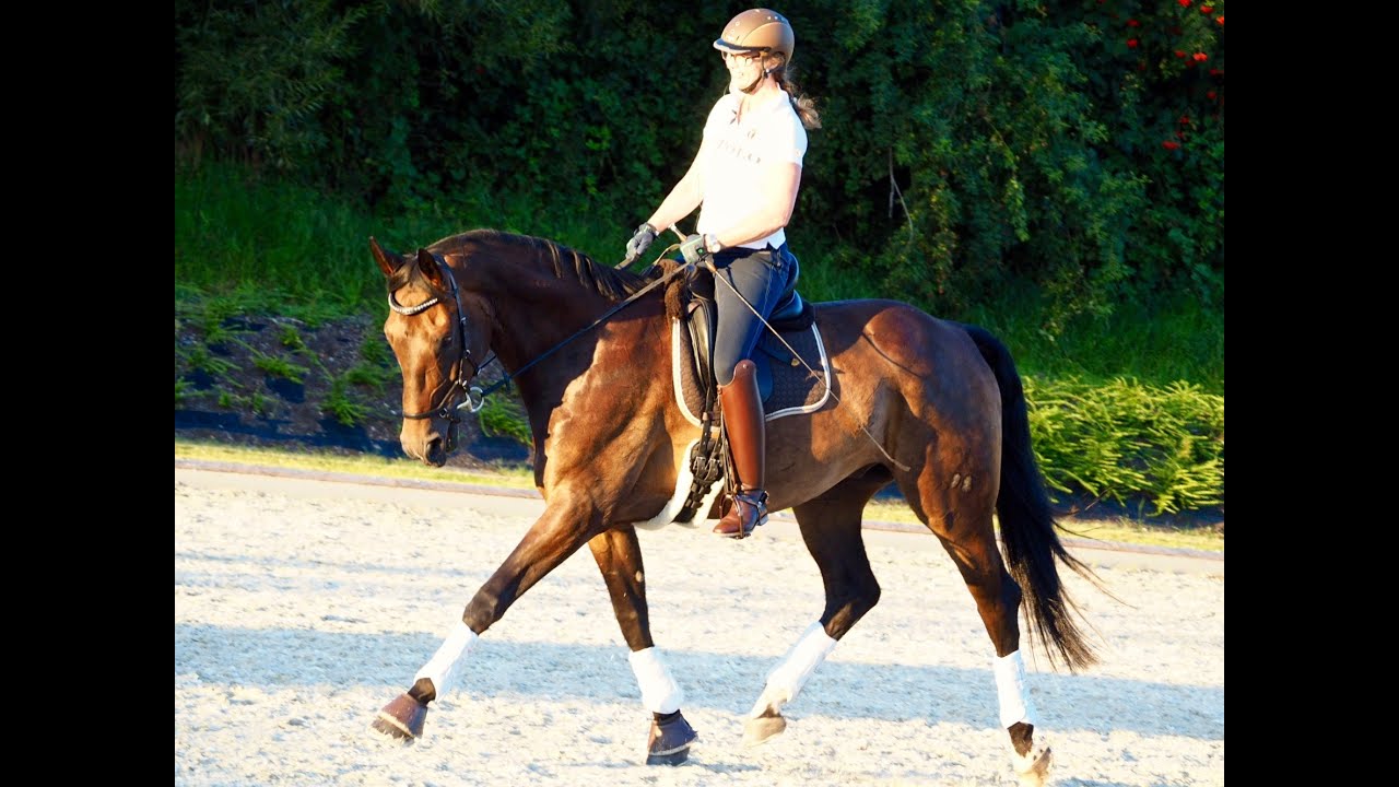 Dressurtraining bei Cathryn Rippelbeck im August 2016