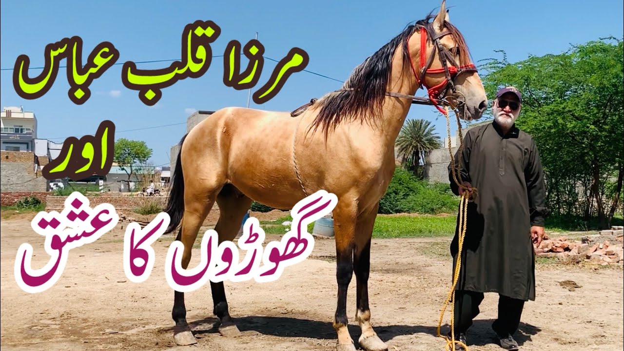 Horse Breeding In Pakistan || Mirza Qalb E Abbas || A true Horse Lover