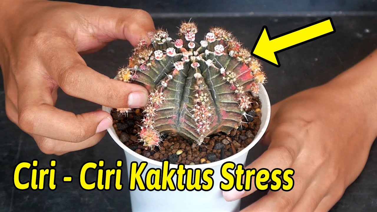 Ciri-ciri Kaktus Sakit Dan Cara Menanganinya (Busuk Akar)