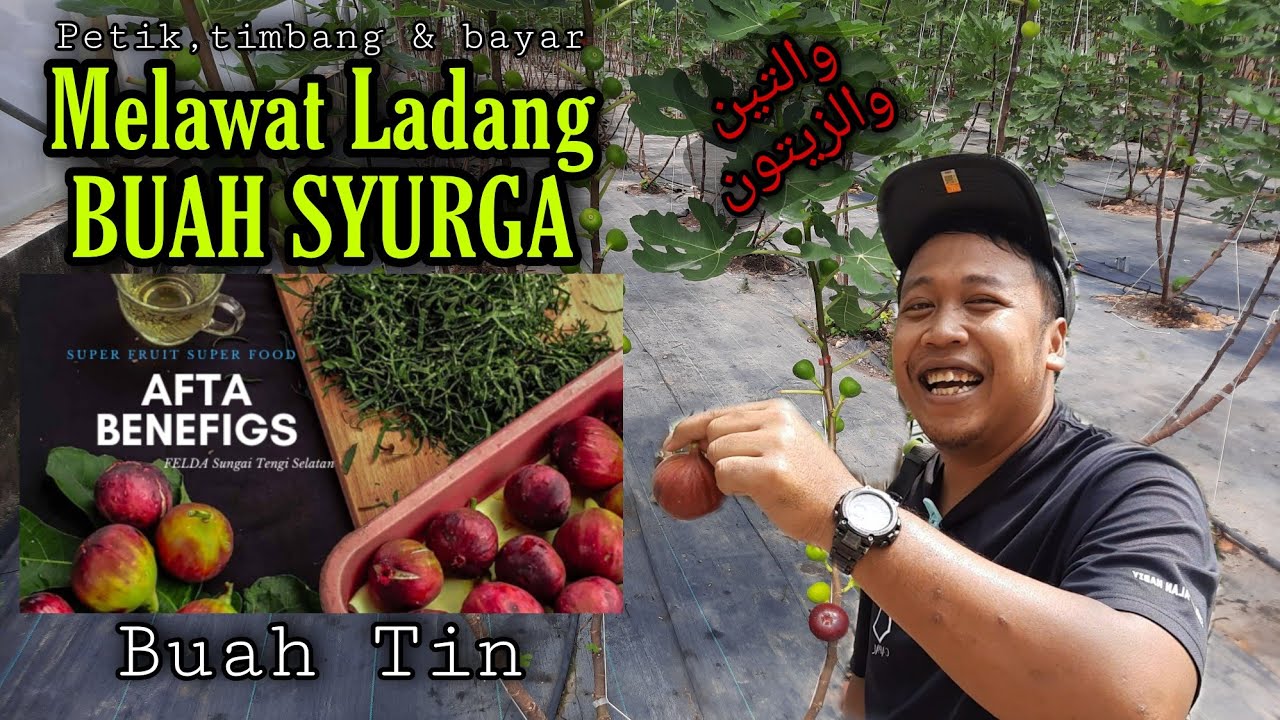 Macam tak percaya ada LADANG BUAH SYURGA di Hulu Selangor | Buah Tin