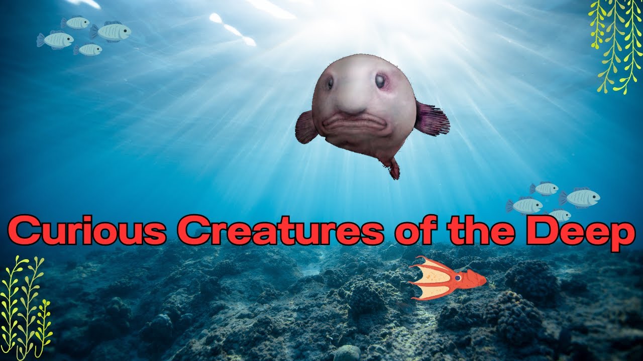 Curious Creatures of the Deep: Exploring the Abyssal Zone