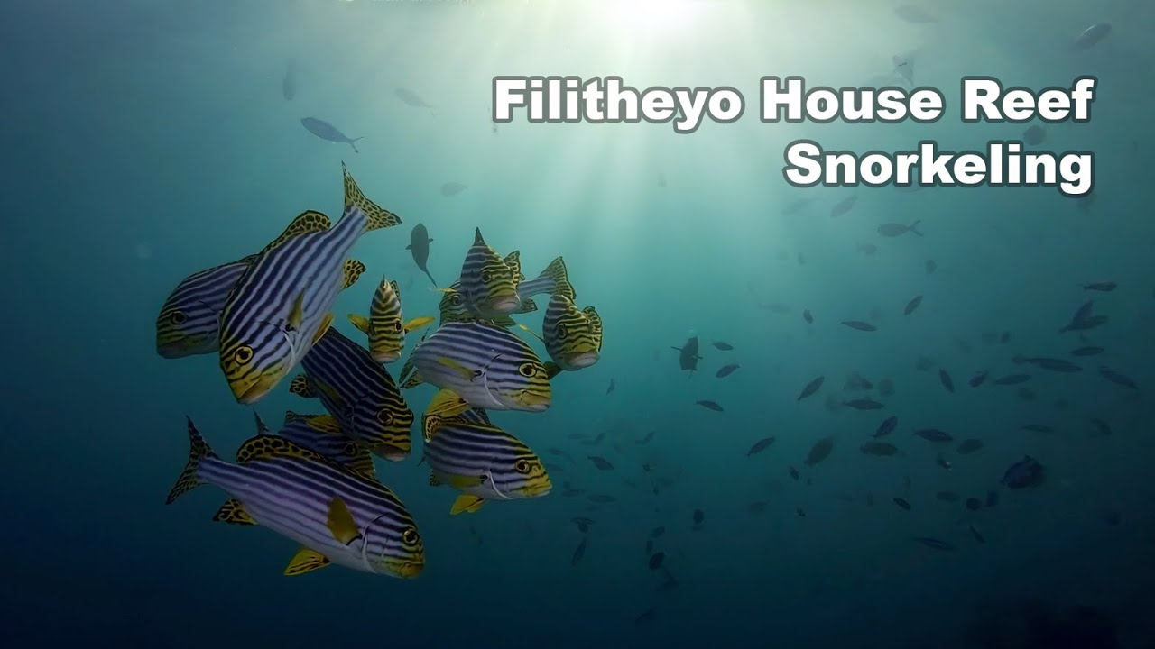 Snorkeling Filitheyo Island Resort House Reef Maldives