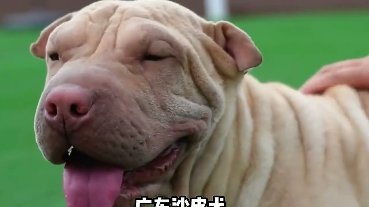 Discover China's Provincial Dogs: Find Out If Your Hometown Has 