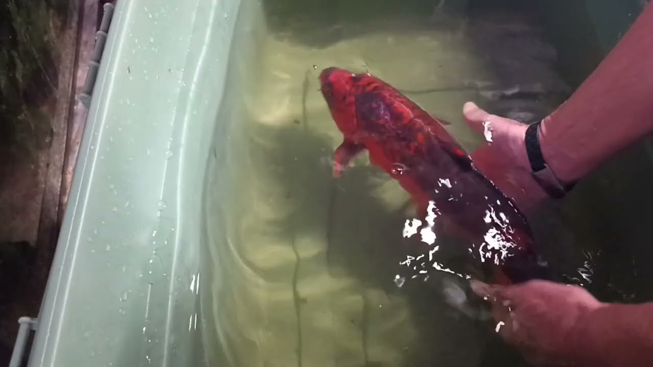 A quick look at the outdoor pond, update on the surprise spawning fry & how's the rescue koi doing?