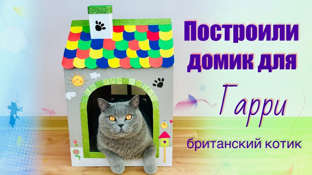 ПОСТРОИЛИ ДОМ ИЗ КОРОБКИ для КОТА Гарри / British cat