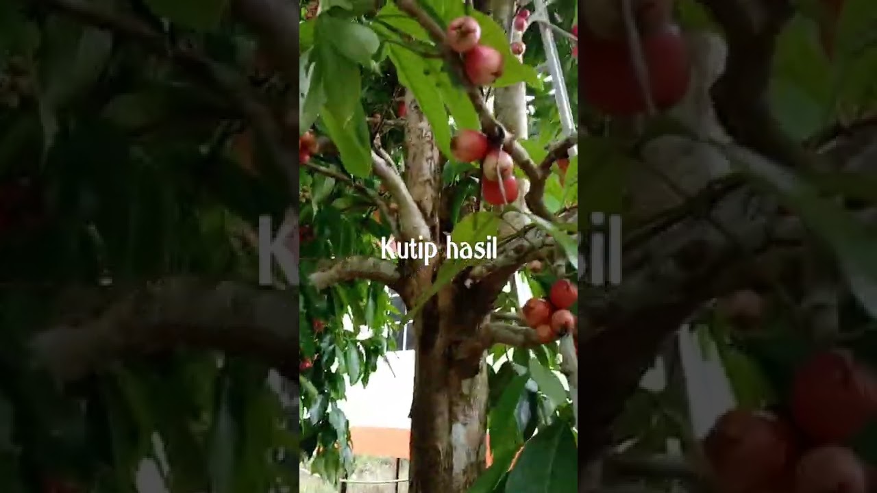 jambu kayu@jambu bol