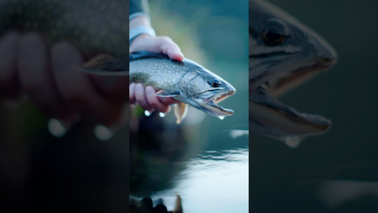 Lækkert fluefiskeri i Italien🇮🇹 