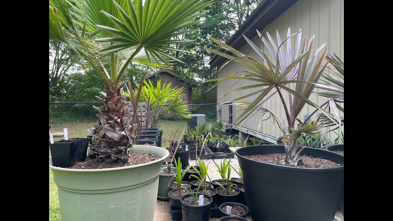 Quick April 2024 Palm Update | Transplanting, Spring Clean-Up & New Seedlings Starting
