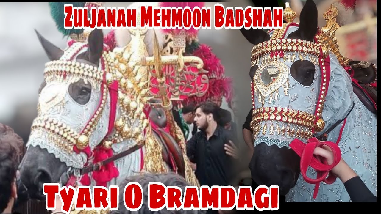 Tyari O Bramdagi Zuljanah Mehmoon Badshah || Horse Of Imam Hussein as #zuljanah 