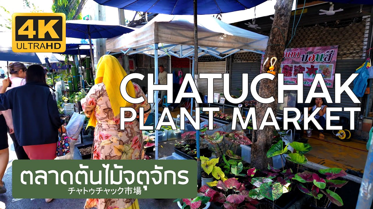 ตลาดต้นไม้จตุจักร 16 มกราคม 2568 Chatuchak Plant Market January 16th, 2025 チャトゥチャック市場 バンコク タイ