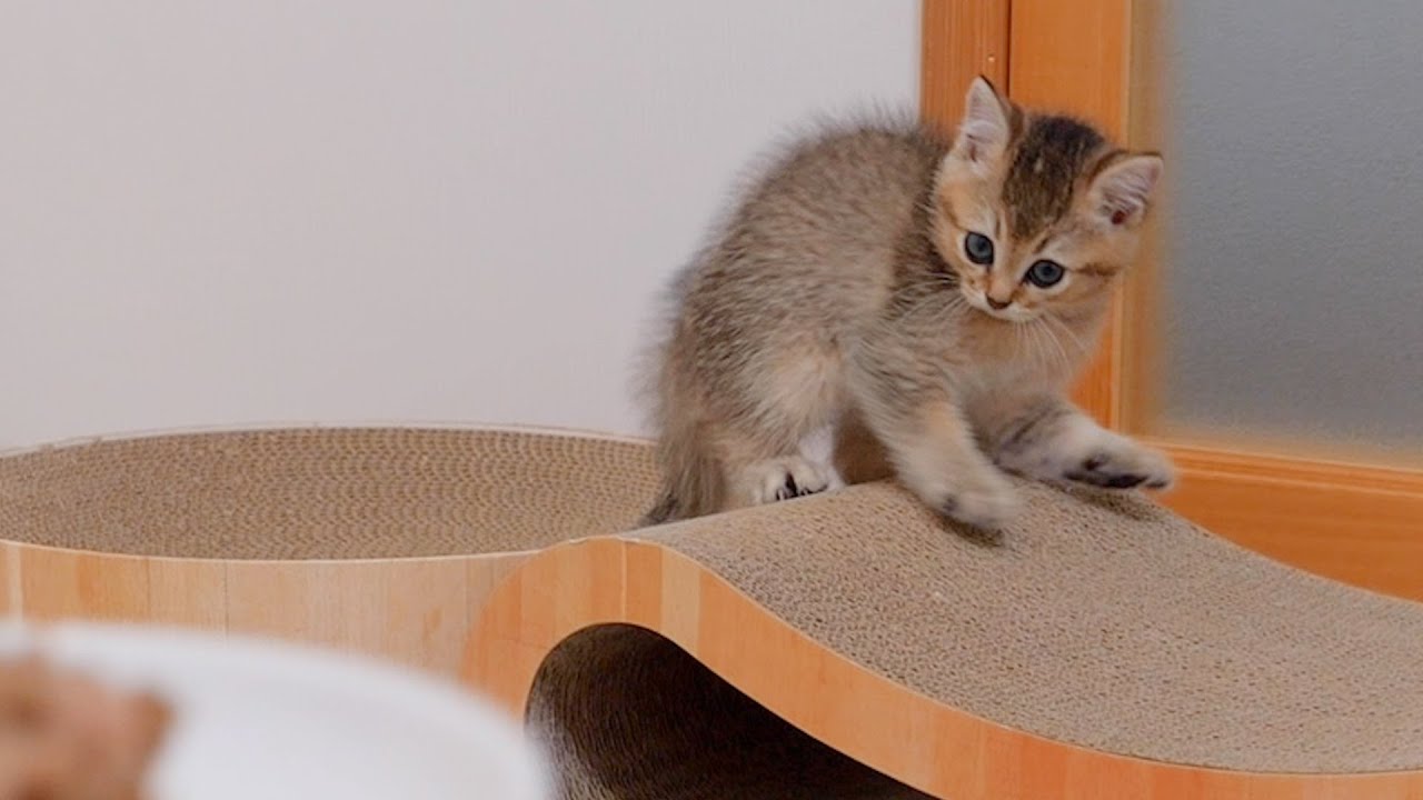 Котенок, опоздавший на обед, рассердится и откажется от еды.