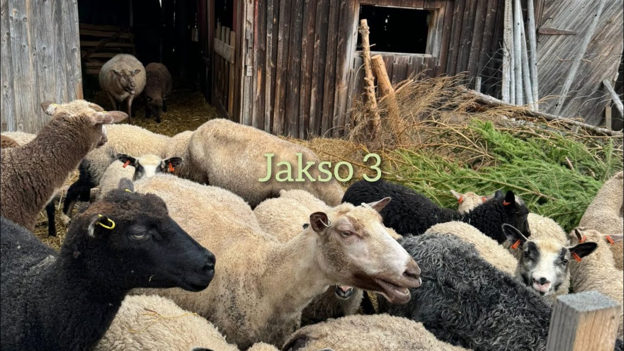 Retki lammastilalle- Jakso 3🧶