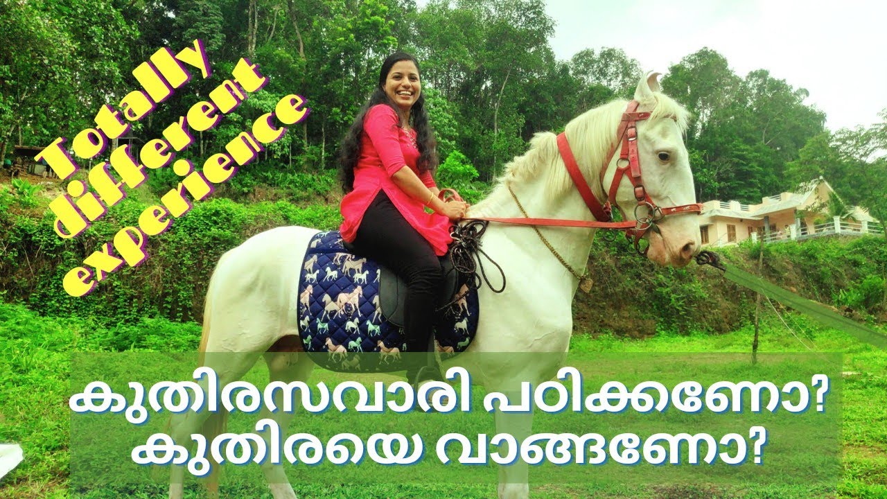 നിങ്ങൾക്ക് കുതിര സവാരി പഠിക്കണോ?... കുതിരയെ വാങ്ങണോ?