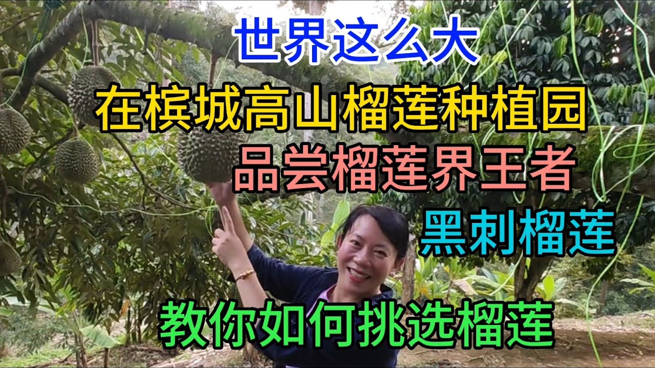 世界这么大，在槟城高山榴莲种植园，品尝榴莲界王者，黑刺榴莲，教你如何选榴莲，粤语2023-7-3