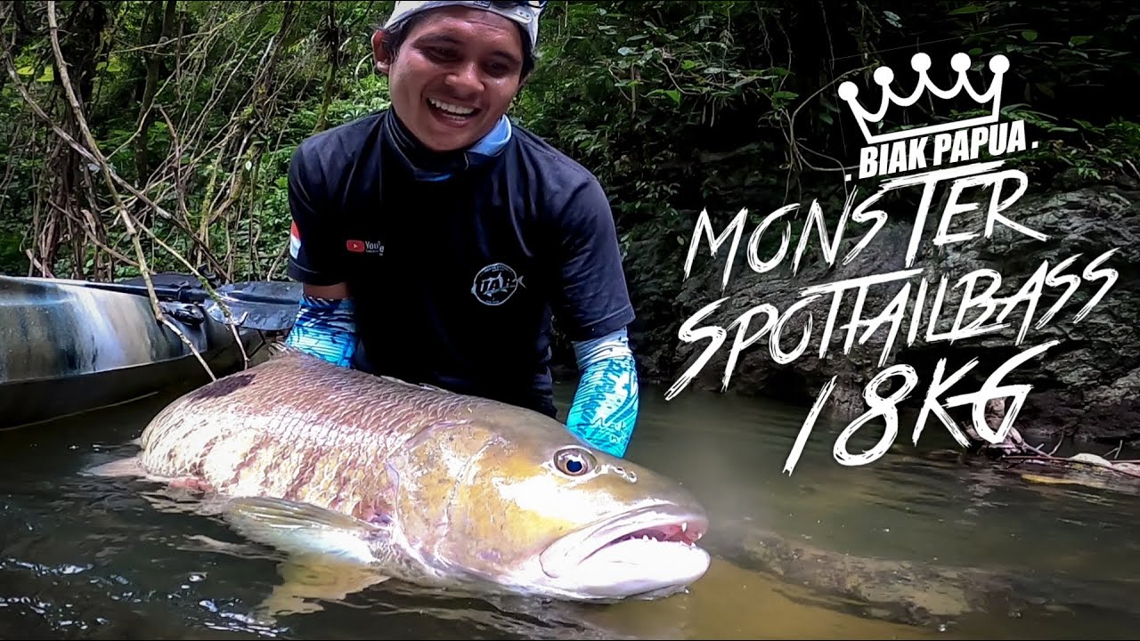 Monster Sungai Papua SPOTTAIL BASS 18KG. | Ikan sungai terbesar yang pernah saya dapat.  #68