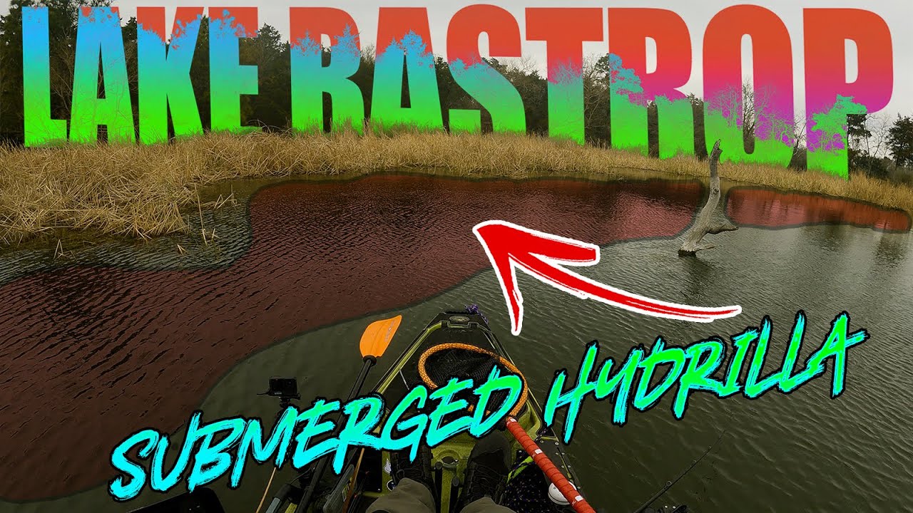Lake Bastrop - Submerged Hydrilla Pockets