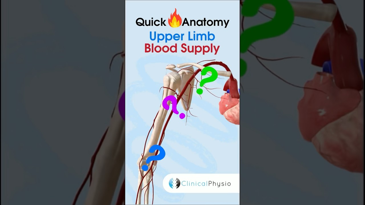 Upper Limb Blood Supply #physicaltherapy #physiotherapy #anatomy #upperlimbanatomy #brachialartery