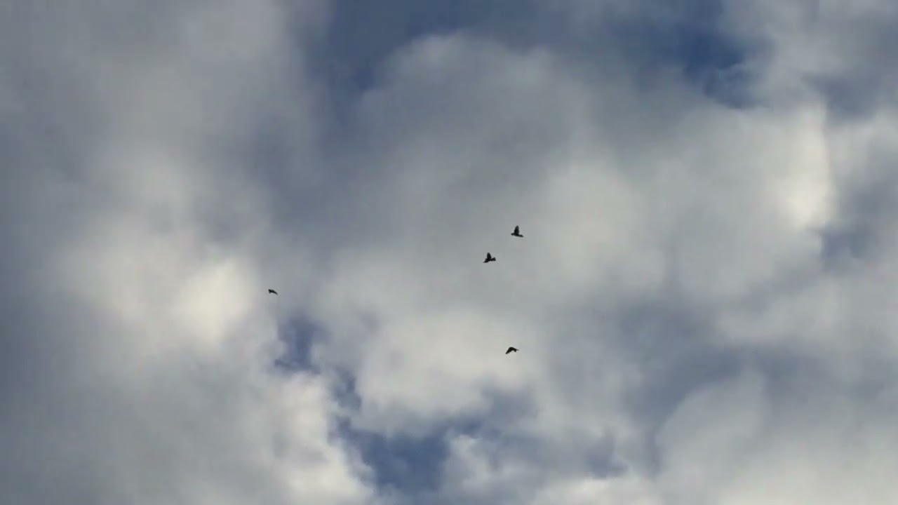 #Pigeons.Голуби которые крыши вшибают.