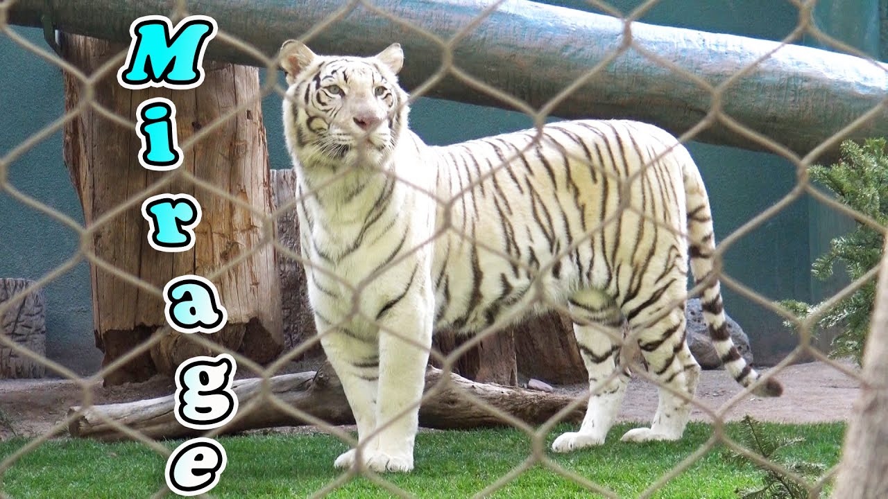 Siegfried & Roy's Secret Garden and Dolphin Habitat and Exploring the Mirage - Las Vegas