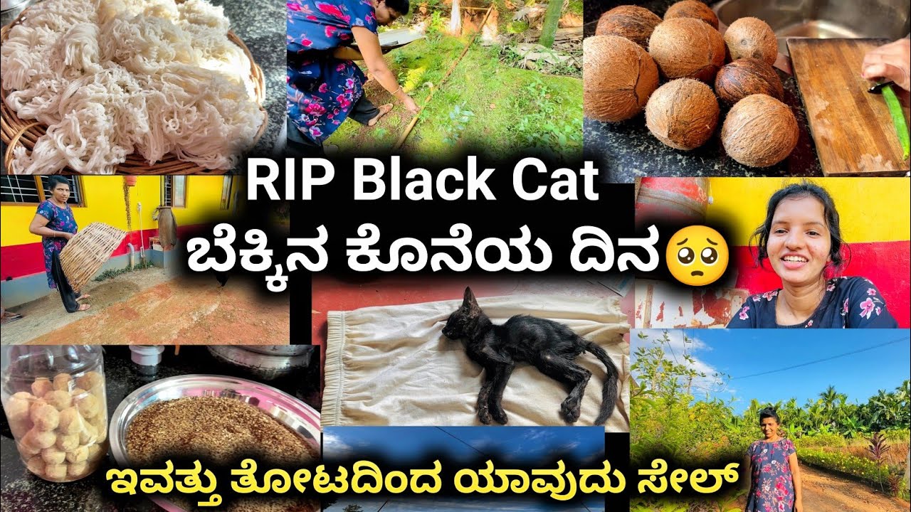 RIP black cat🥺ಅದರ ಕೊನೆಯ ದಿನ-ಇನ್ನೂ ನಮ್ಮೊಂದಿಗೆ ಇಲ್ಲ|ಹೊಸ ವಸ್ತು ಮಾಡಿಸಿದ್ದೇವೆ ಹೇಗೆಂಟು ನೋಡಿ|Hallimanevlogs