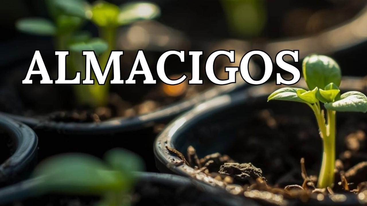 Almácigos - CCLaRoca En Vivo