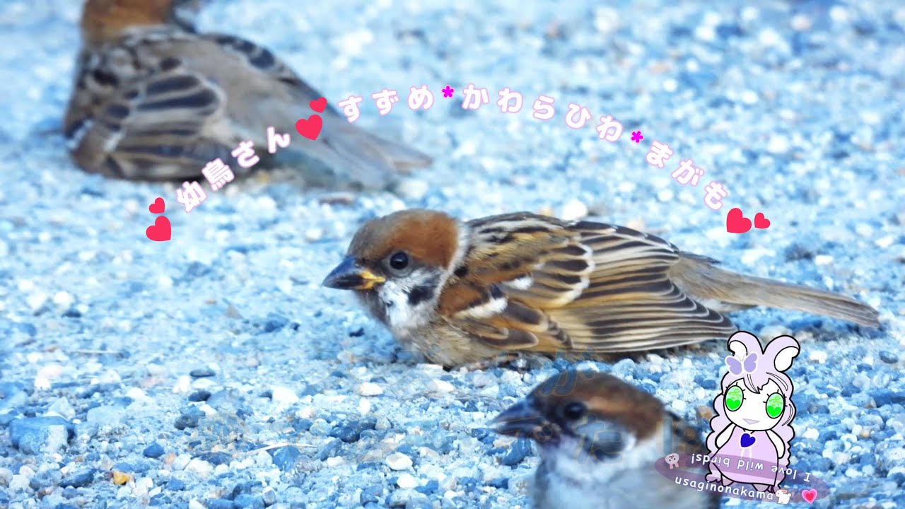 幼い(すずめ＊かわらひわ＊まがも)と(ひらひら舞うトンボ😀！)💕視聴1000回になりました💕ありがとうございます！お礼に「ちょうちょのようなスズメ」投稿しました良かったら 見て下さい2025.12.1