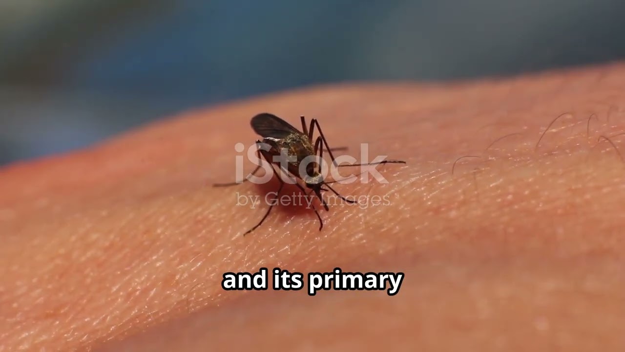 You Won't Believe What Mosquitoes  Actually Do!