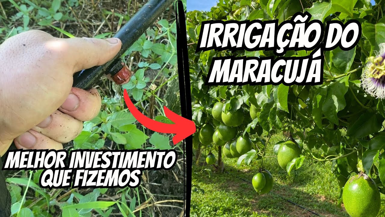 Como fazer a irrigação no maracujá? Vale a pena? Mostramos nosso sistema completo