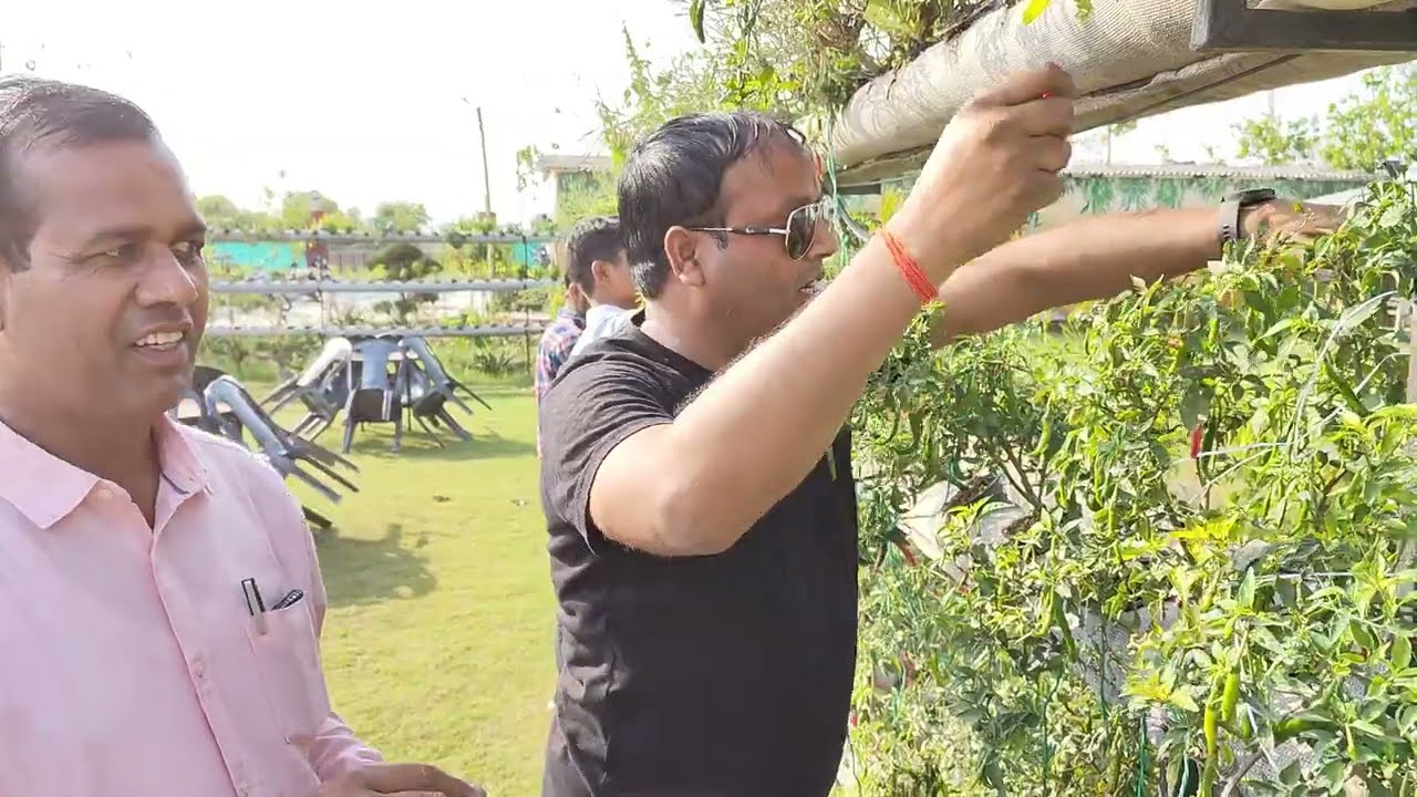 #hydroponics R.V. chilly farming at V.R.FARM BAREILLY