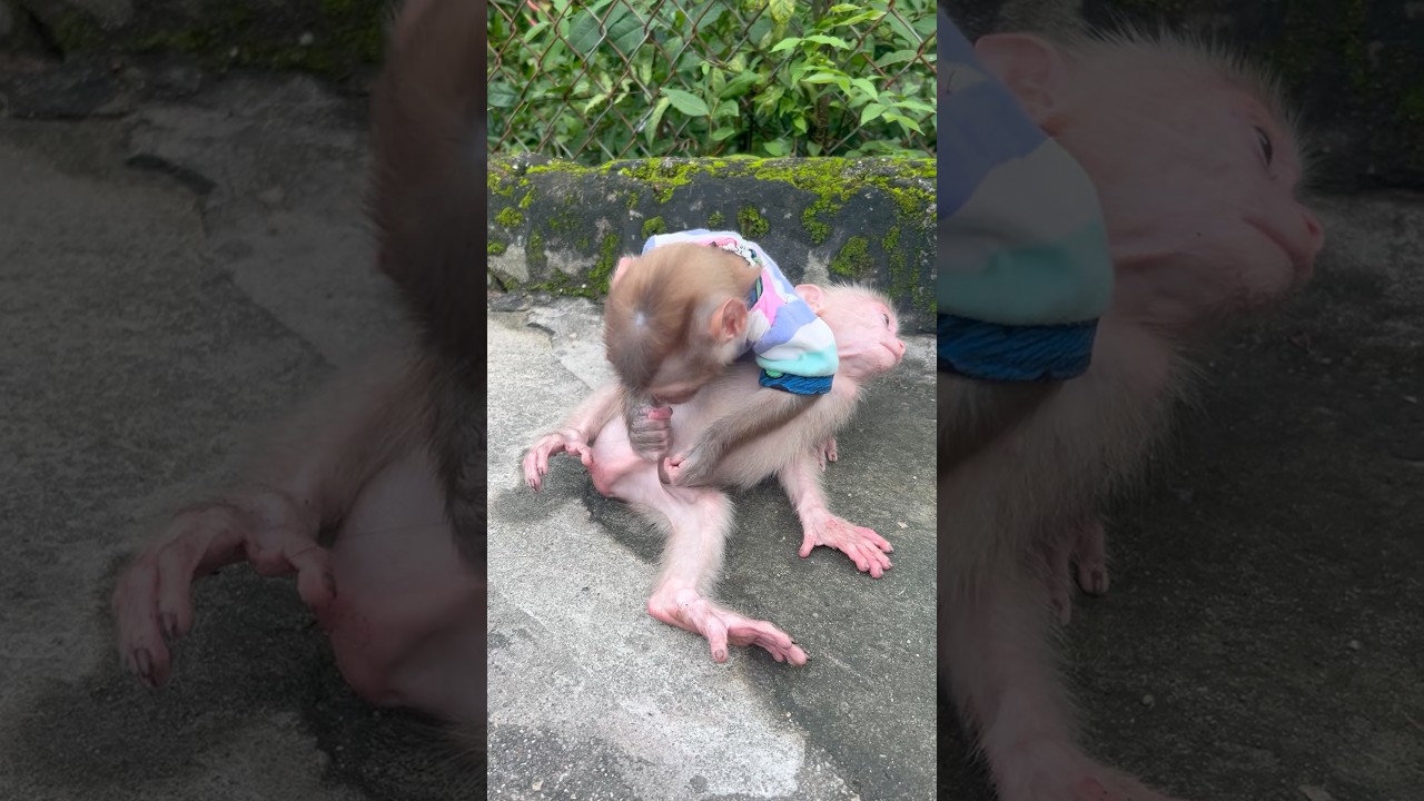 Two monkeys are doing cute tricks #monkey #babymonkey #cute