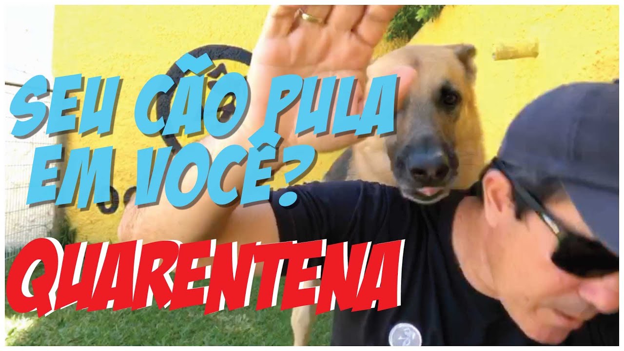 Porque Meu Cão Pula em Mim?