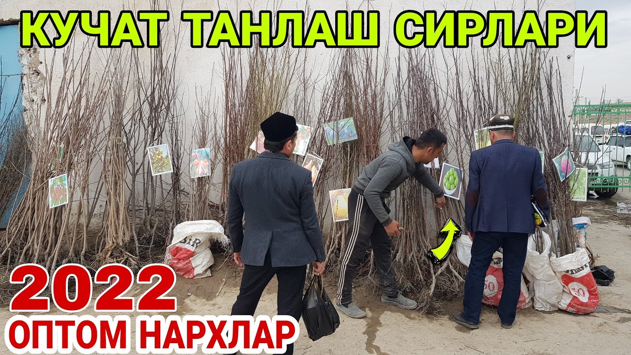 КУЧАТЛАР ОПТОМ ДЕХКОНДАН 2022.KO'CHATLAR OPTOM DEXQONDAN 2022
