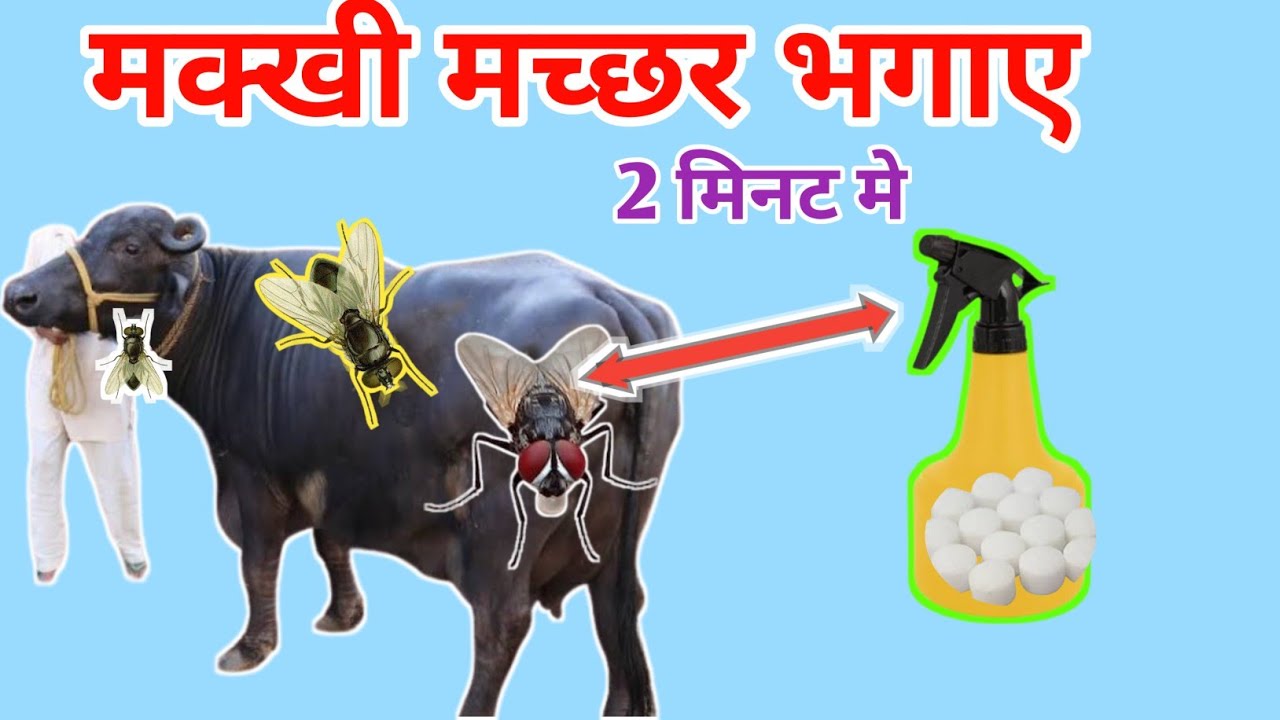 गाय भैंस की मक्खी मच्छर भगाए 10 मिनट में | gay bhains ki makhi macchar bahgane ke gherlu upay