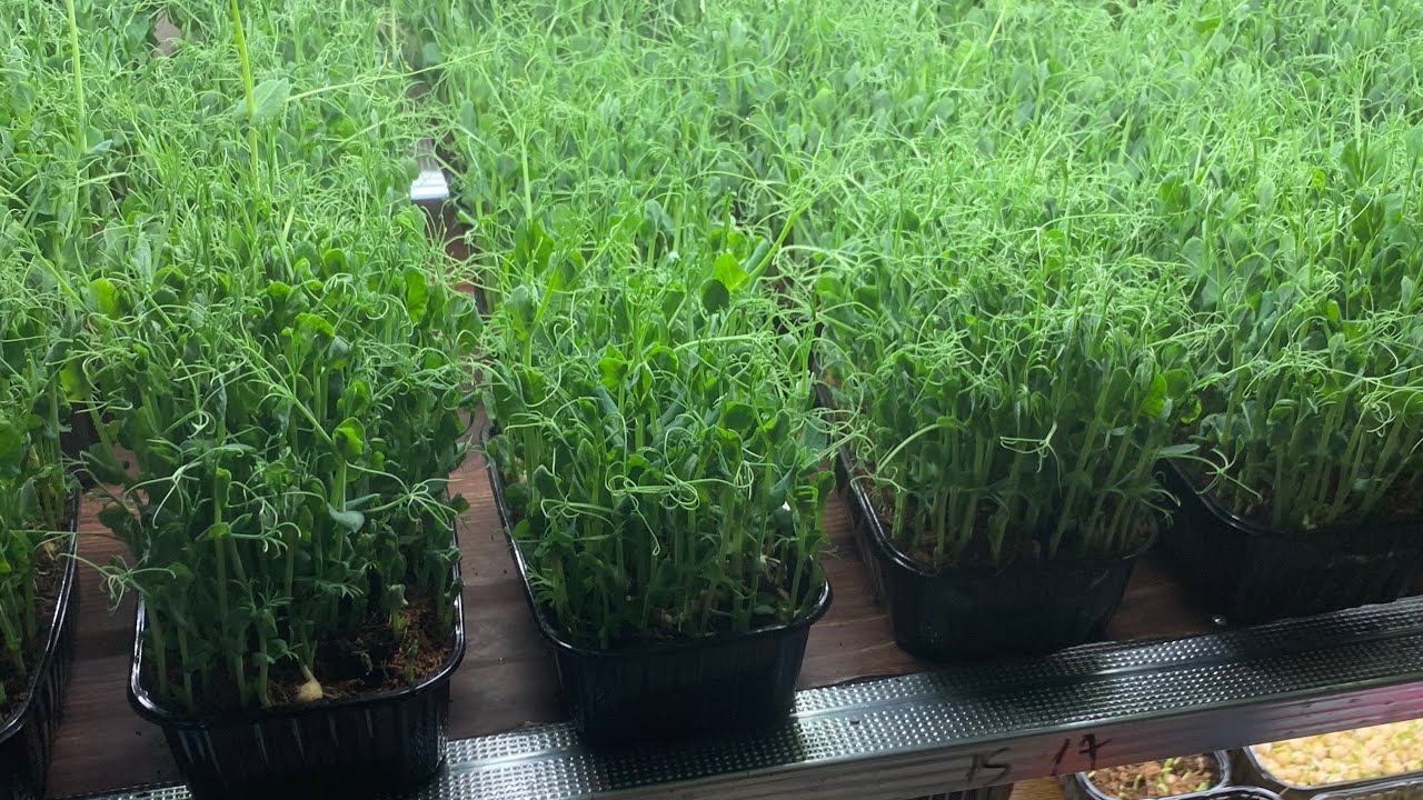 Stages of growth of peas on microgreens