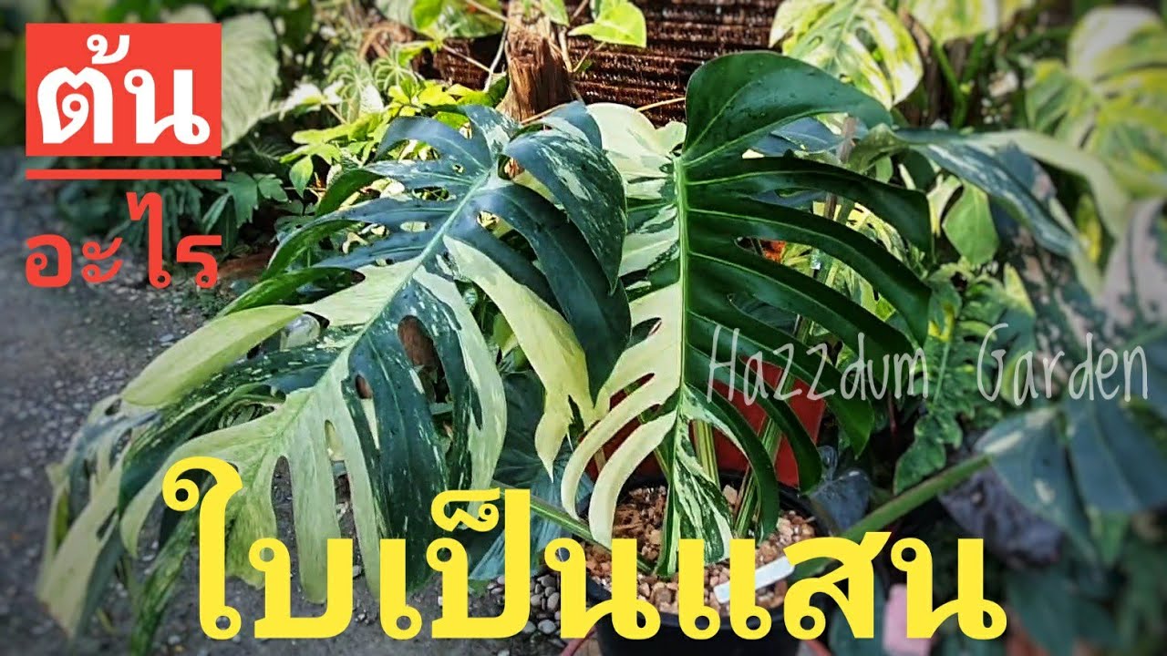 การขยายพันธุ์  Monstera mint Hazzdum Garden