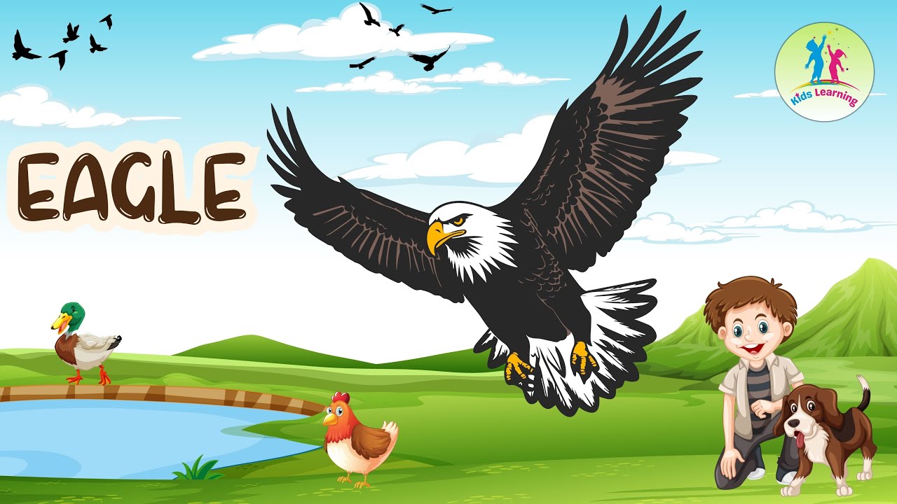 Eagle | Birds Educational video | for kids