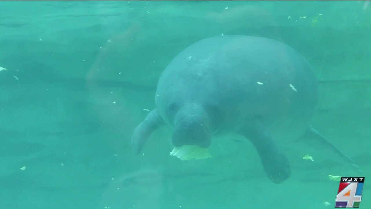 Sea cow spotlight: Manatees at Jacksonville Zoo & Botanical Gardens featured in new habitat