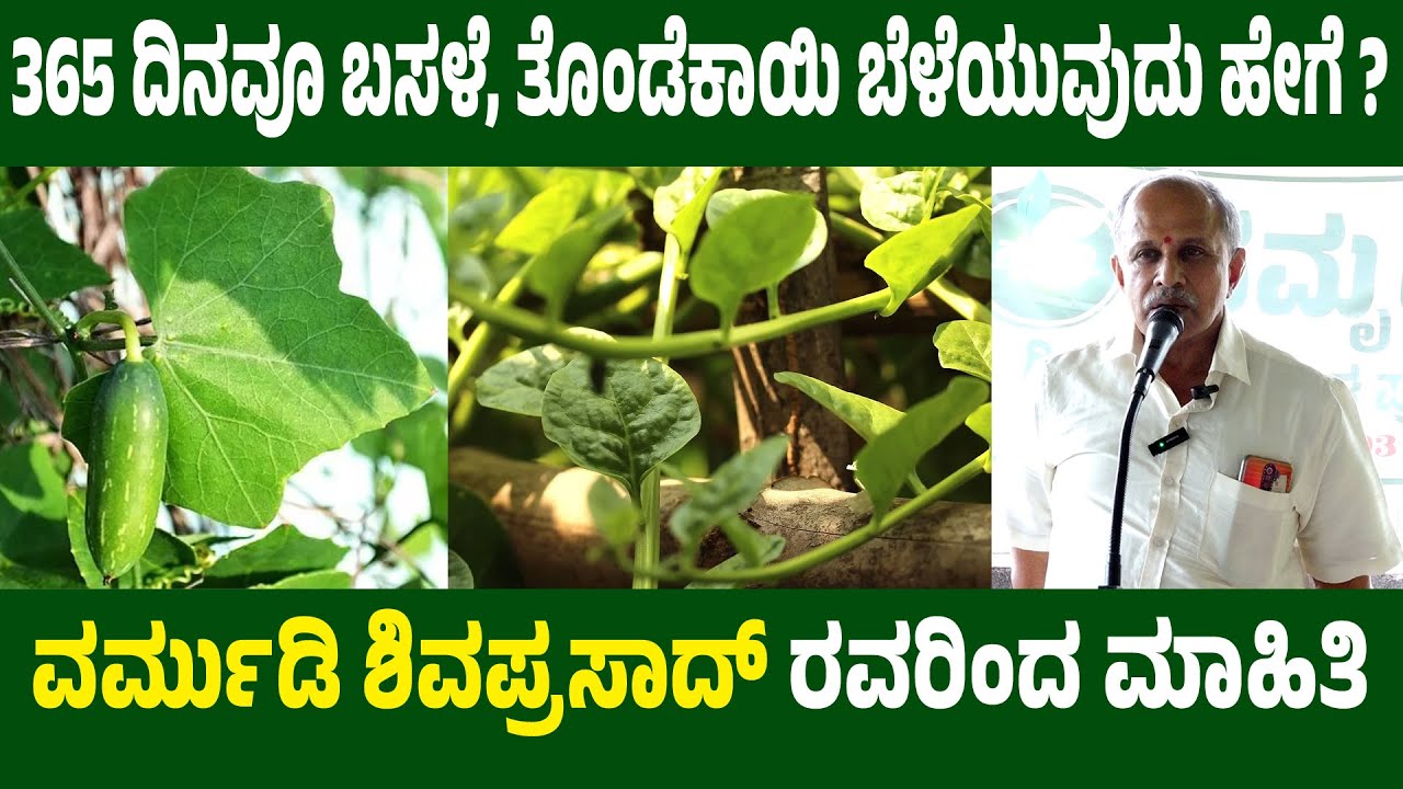 ಸಾವಯವ ಬಸಳೆ ಕೃಷಿ ಮತ್ತು ತೊಂಡೆಕಾಯಿ ಕೃಷಿ ಬಗ್ಗೆ ವರ್ಮುಡಿ ಶಿವಪ್ರಸಾದ್ ಮಾಹಿತಿ